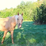 Kemping Mobil-home 2 Avec Terrasse - Api-1-52-1740 *