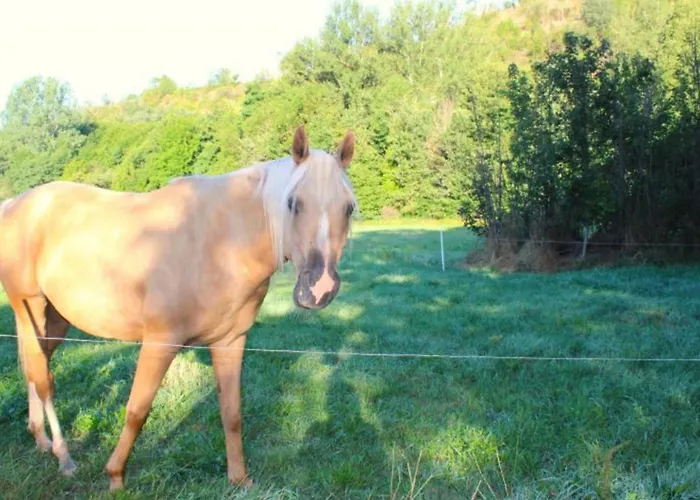 Campeggio Mobil-home 2 Avec Terrasse - Api-1-52-1740 *